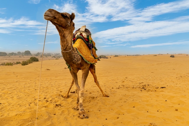 Jaisalmer 1