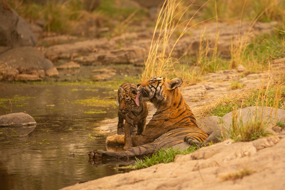 Rathambore 1